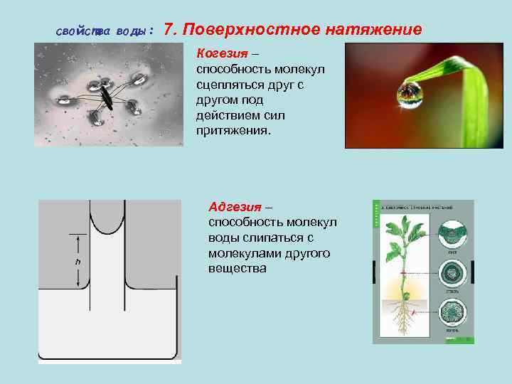 свойства воды: 7. Поверхностное натяжение Когезия – способность молекул сцепляться друг с другом под