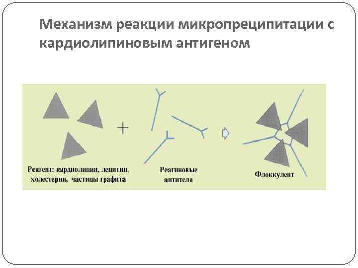 Механизм реакции микропреципитации с кардиолипиновым антигеном 