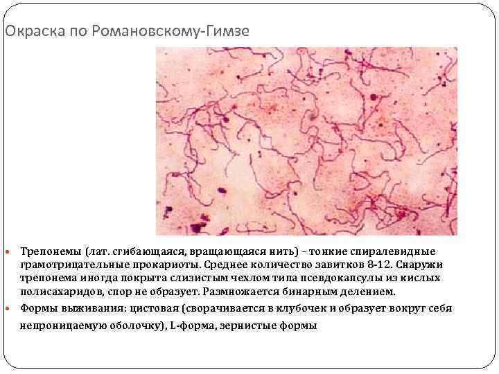 Окраска по трухио картинки