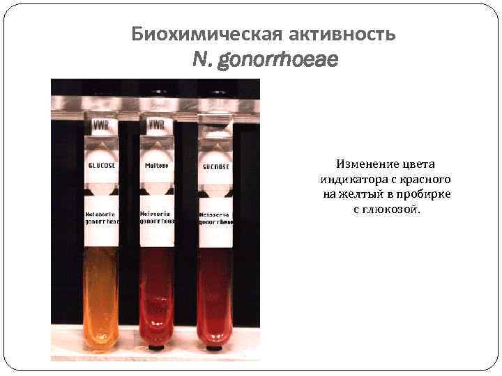 Биохимическая активность N. gonorrhoeae Изменение цвета индикатора с красного на желтый в пробирке с
