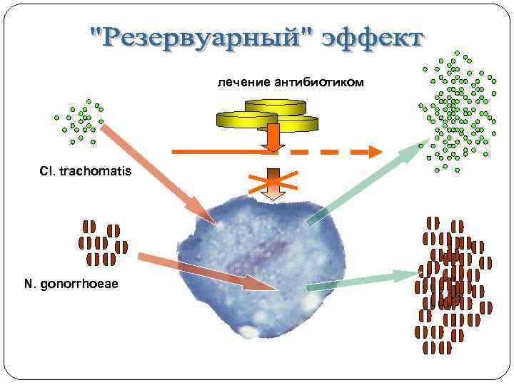 лечение антибиотиком Cl. trachomatis N. gonorrhoeae 