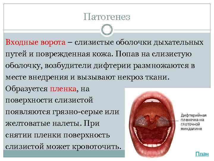 Патогенез Входные ворота – слизистые оболочки дыхательных путей и поврежденная кожа. Попав на слизистую