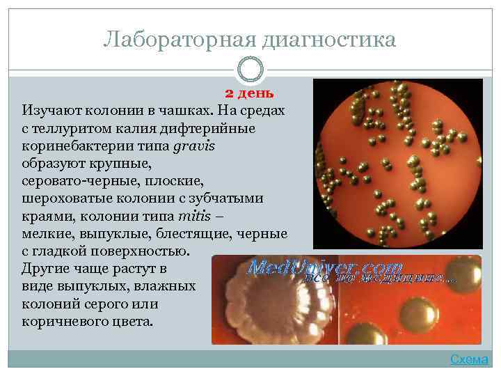 Лабораторная диагностика 2 день Изучают колонии в чашках. На средах с теллуритом калия дифтерийные