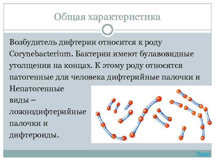 Общая характеристика Возбудитель дифтерии относится к роду Corynebacterium. Бактерии имеют булавовидные утолщения на концах.