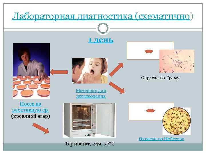 Лабораторная диагностика (схематично) 1 день Окраска по Граму Материал для исследования Посев на элективную