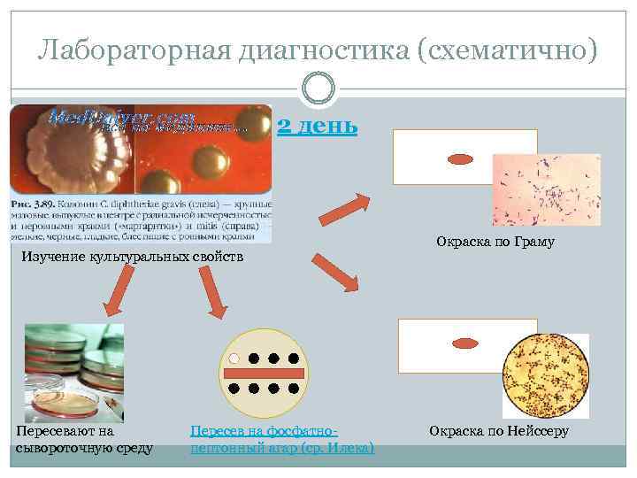 Лабораторная диагностика (схематично) 2 день Изучение культуральных свойств Пересевают на сывороточную среду Пересев на