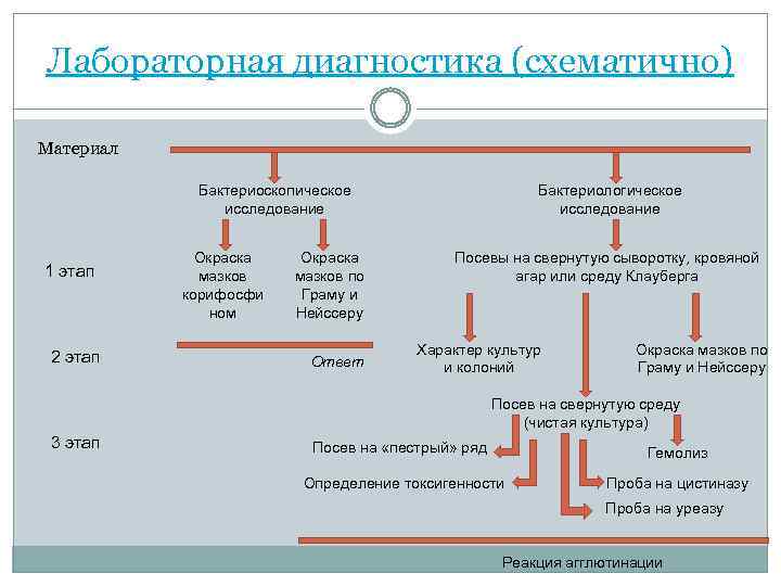 Лабораторная диагностика (схематично) Материал Бактериоскопическое исследование 1 этап 2 этап Окраска мазков корифосфи ном