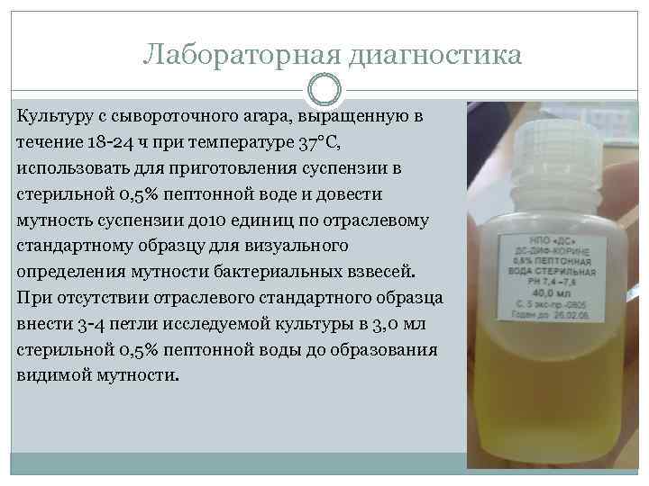 Лабораторная диагностика Культуру с сывороточного агара, выращенную в течение 18 -24 ч при температуре