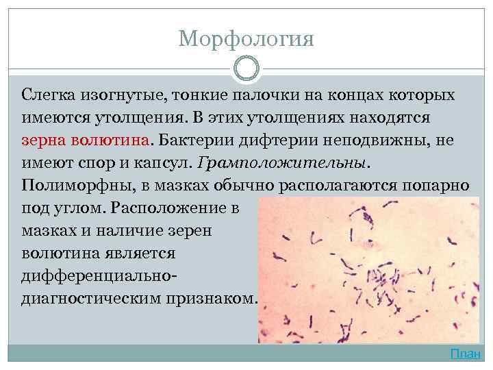 Морфология Слегка изогнутые, тонкие палочки на концах которых имеются утолщения. В этих утолщениях находятся