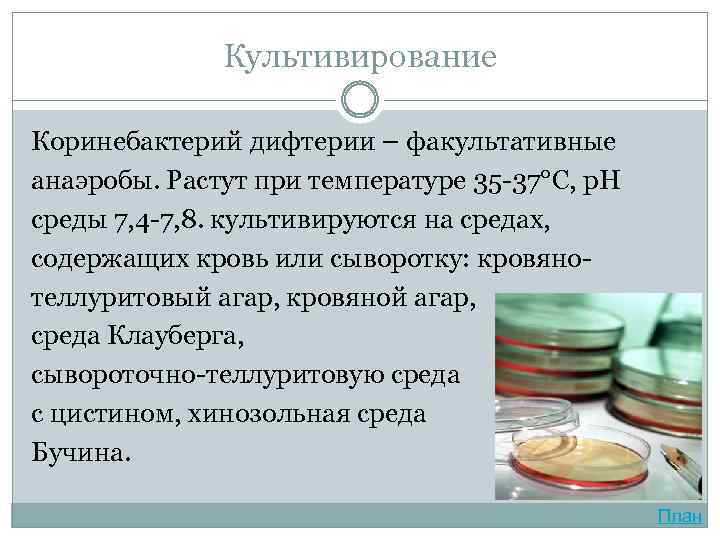Культивирование Коринебактерий дифтерии – факультативные анаэробы. Растут при температуре 35 -37°С, р. Н среды