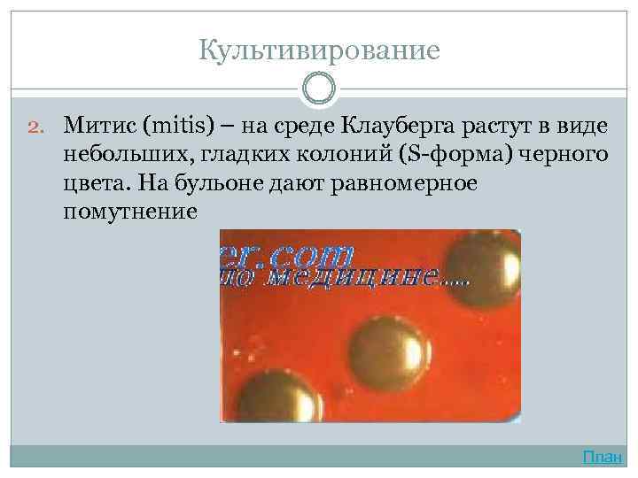 Культивирование 2. Митис (mitis) – на среде Клауберга растут в виде небольших, гладких колоний