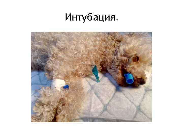Интубация. 