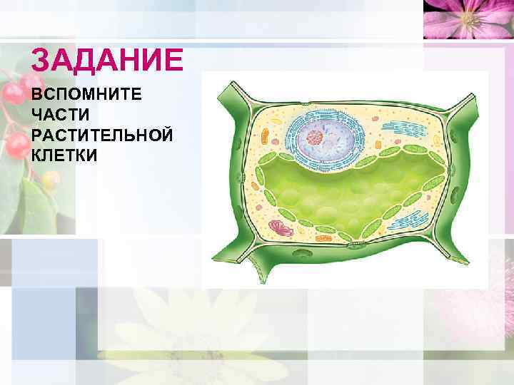 ЗАДАНИЕ ВСПОМНИТЕ ЧАСТИ РАСТИТЕЛЬНОЙ КЛЕТКИ 