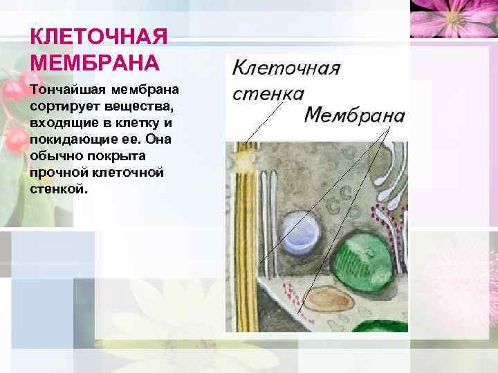КЛЕТОЧНАЯ МЕМБРАНА Тончайшая мембрана сортирует вещества, входящие в клетку и покидающие ее. Она обычно
