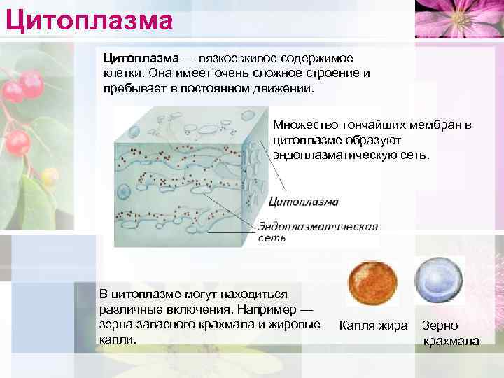 Цитоплазма — вязкое живое содержимое клетки. Она имеет очень сложное строение и пребывает в