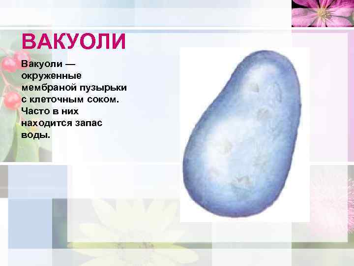 ВАКУОЛИ Вакуоли — окруженные мембраной пузырьки с клеточным соком. Часто в них находится запас