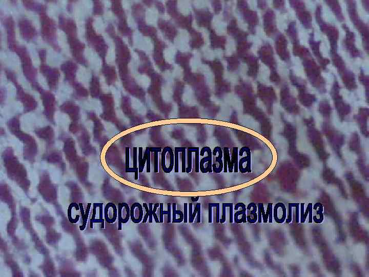 Я в движенье нахожусь Я верчусь, сную, кручусь, Соль дадите – Ждите спазма, Вмиг