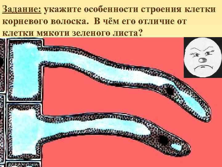 Задание: укажите особенности строения клетки корневого волоска. В чём его отличие от клетки мякоти
