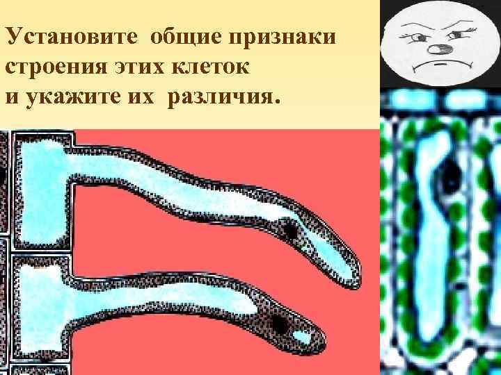 Установите общие признаки строения этих клеток и укажите их различия. 