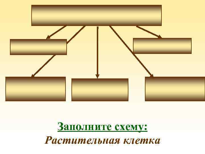 Заполните схему: Растительная клетка 