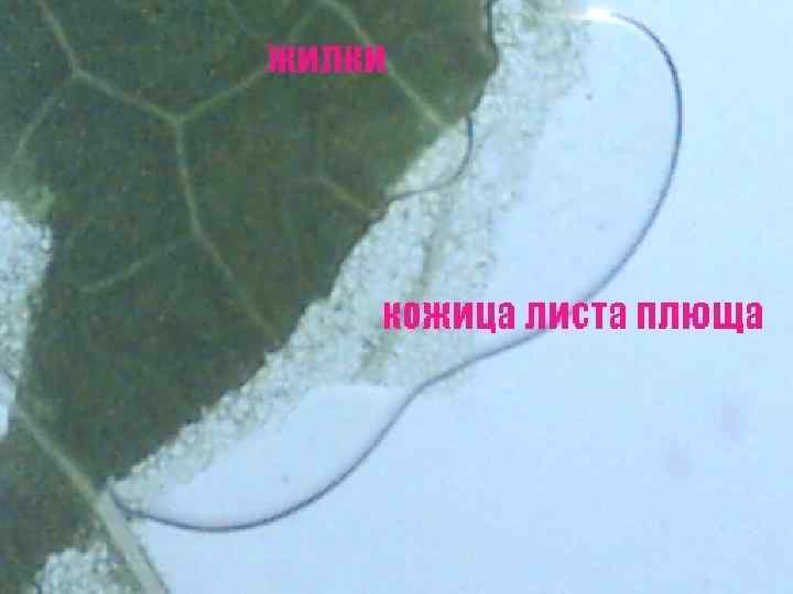 Корень, стебель, лист, цветок, плод и семя цветковых растений состоят из великого множества клеток.