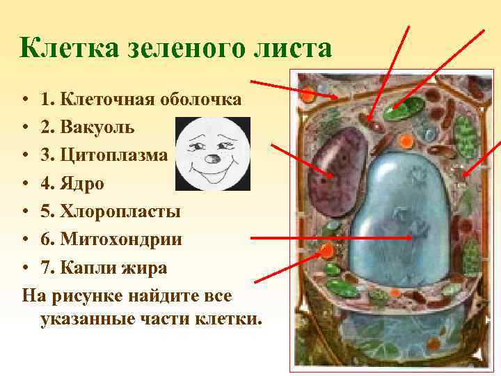Клетка зеленого листа • 1. Клеточная оболочка • 2. Вакуоль • 3. Цитоплазма •