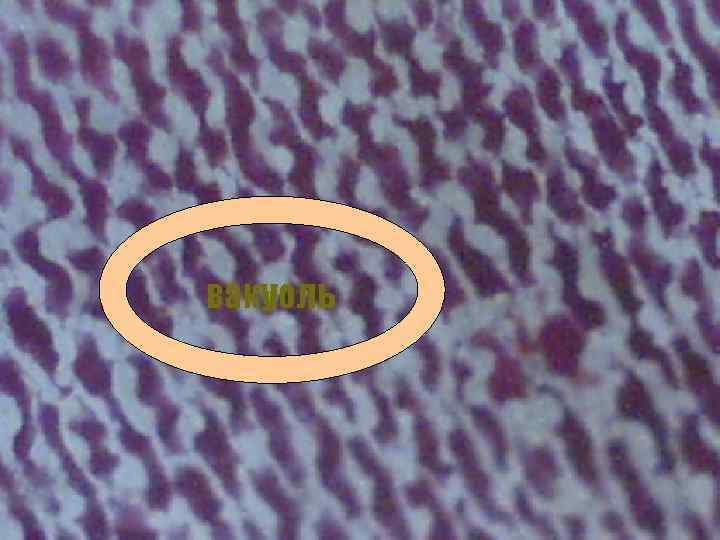 Я расту и расширяюсь, И все больше округляюсь. Коль спрошу у вас пароль Отзоветесь