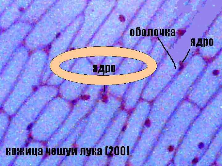 Клетке без меня не жить! Я за все в ней отвечаю: Что делить, что