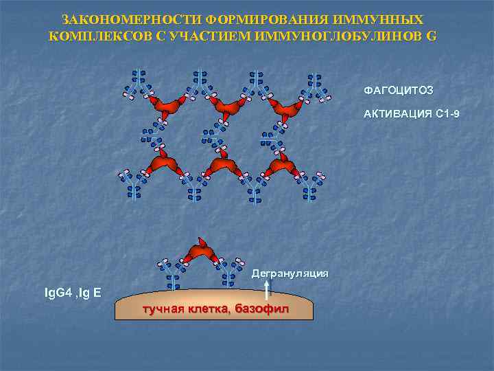 ЗАКОНОМЕРНОСТИ ФОРМИРОВАНИЯ ИММУННЫХ КОМПЛЕКСОВ С УЧАСТИЕМ ИММУНОГЛОБУЛИНОВ G ФАГОЦИТОЗ АКТИВАЦИЯ С 1 -9 Дегрануляция