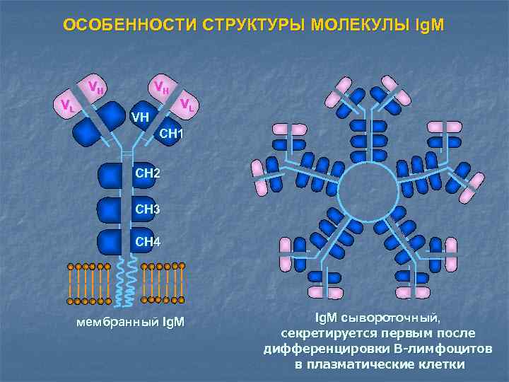 ОСОБЕННОСТИ СТРУКТУРЫ МОЛЕКУЛЫ Ig. M VH VL VH CH 1 CH 2 CH 3