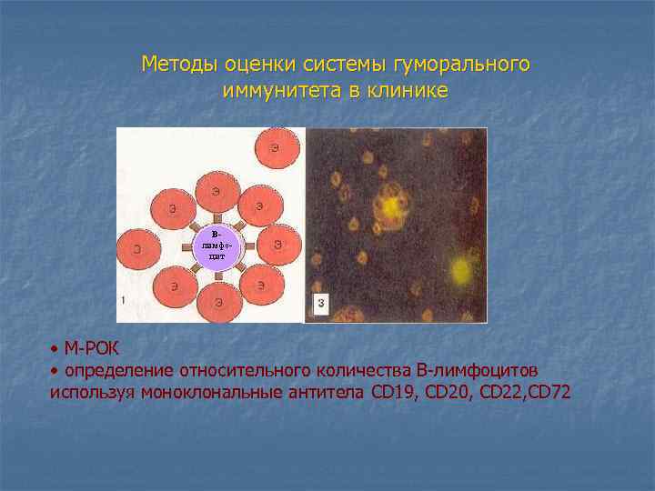 Методы оценки системы гуморального иммунитета в клинике Влимфоцит • М-РОК • определение относительного количества
