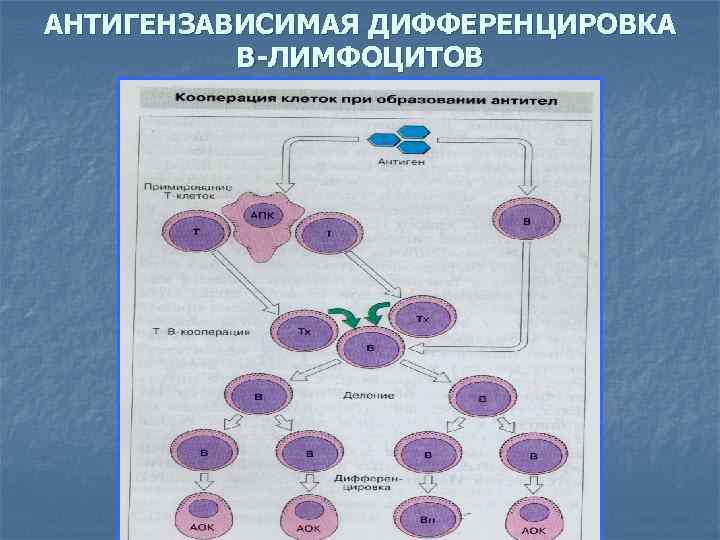 Созревание и дифференцировка т лимфоцитов