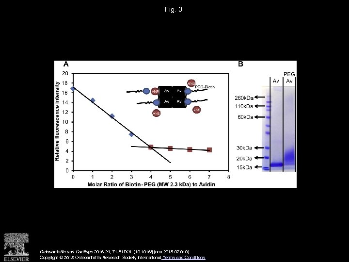 Fig. 3 Osteoarthritis and Cartilage 2016 24, 71 -81 DOI: (10. 1016/j. joca. 2015.