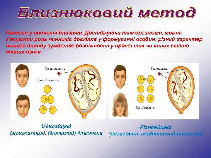 Полягає у вивченні близнят. Досліджуючи такі організми, можна з’ясувати роль чинників довкілля у формуванні
