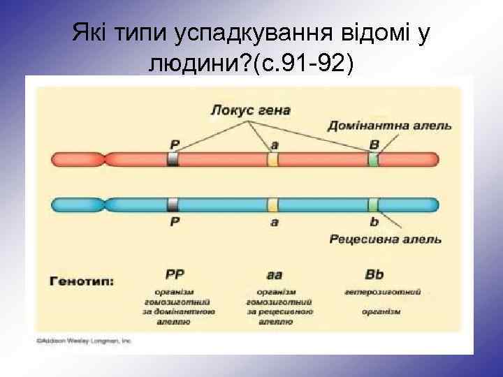 Які типи успадкування відомі у людини? (с. 91 -92) Аутосомне успадкування Аутосомно-рецесивне успадкування Аутосомно-домінантне