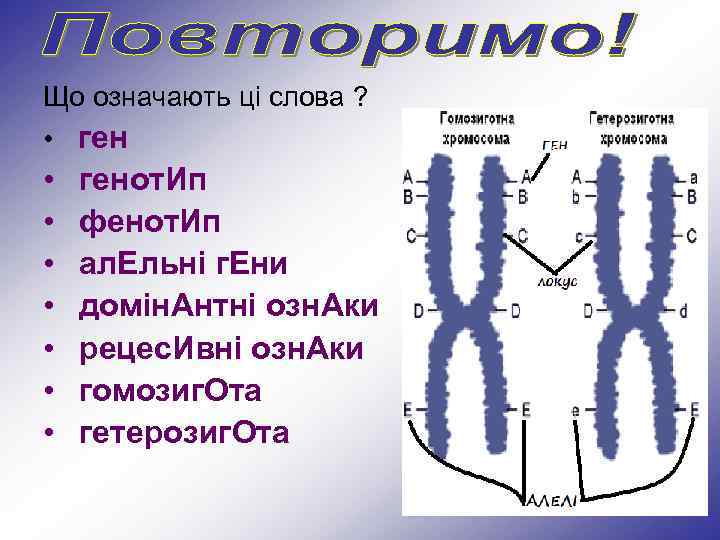 Що означають ці слова ? • ген • • генот. Ип фенот. Ип ал.