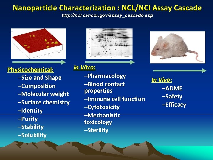 Nanoparticle Characterization : NCL/NCI Assay Cascade http: //ncl. cancer. gov/assay_cascade. asp In Vitro: Physicochemical: