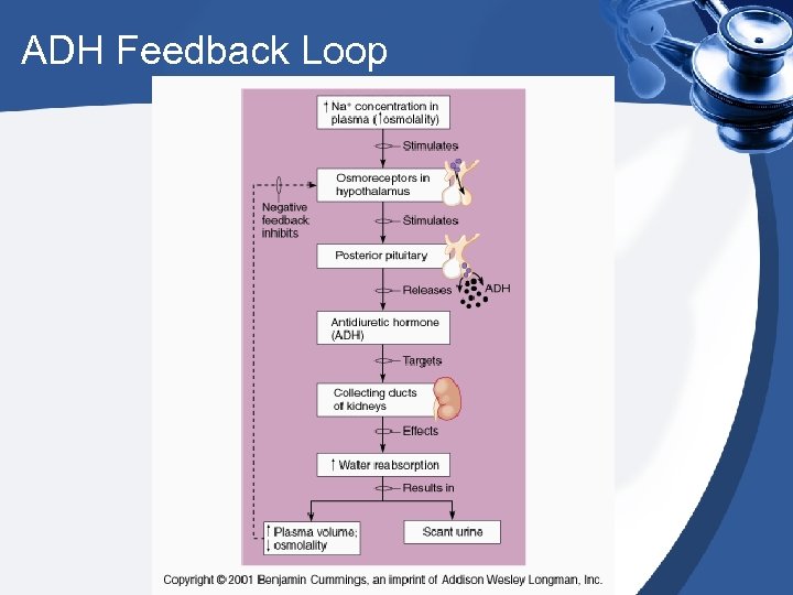 ADH Feedback Loop 