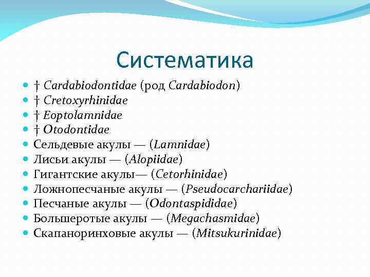 Акула систематическая группа. Систематика акулы. Систематическое положение акулы. Систематика белой акулы. Систематика на латыни.