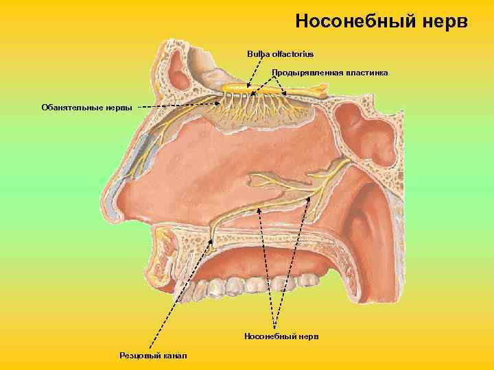 Носонебный нерв Bulba olfactorius Продырявленная пластинка Обанятельные нервы Носонебный нерв Резцовый канал 