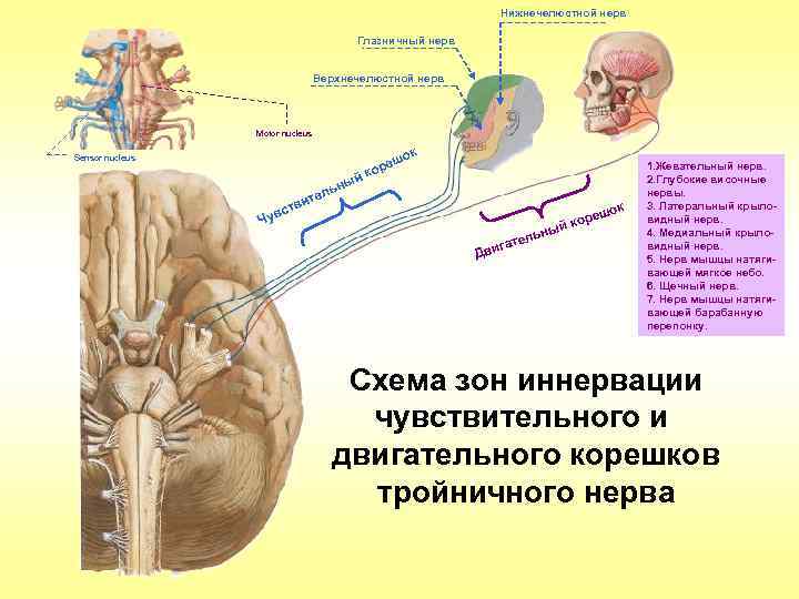 Нижнечелюстной нерв Глазничный нерв Верхнечелюстной нерв Motor nucleus Sensor nucleus н ый ль ите