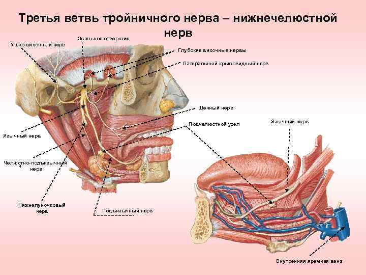 Третья ветвь тройничного нерва – нижнечелюстной нерв Овальное отверстие Ушно-височный нерв Глубокие височные нервы