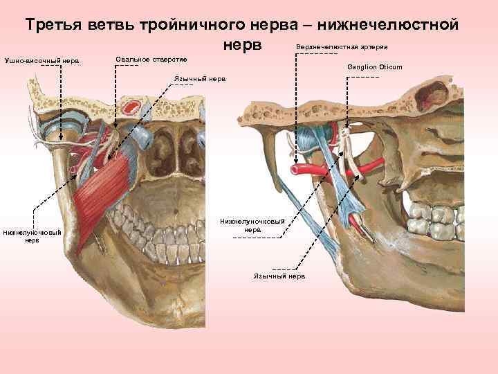 Третья ветвь тройничного нерва – нижнечелюстной Верхнечелюстная артерия нерв Ушно-височный нерв Овальное отверстие Ganglion