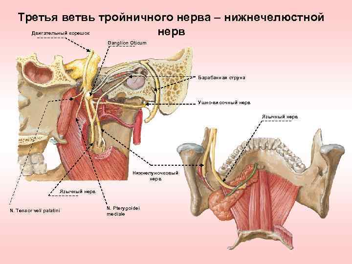 Третья ветвь тройничного нерва – нижнечелюстной Двигательный корешок нерв Ganglion Oticum Барабанная струна Ушно-височный