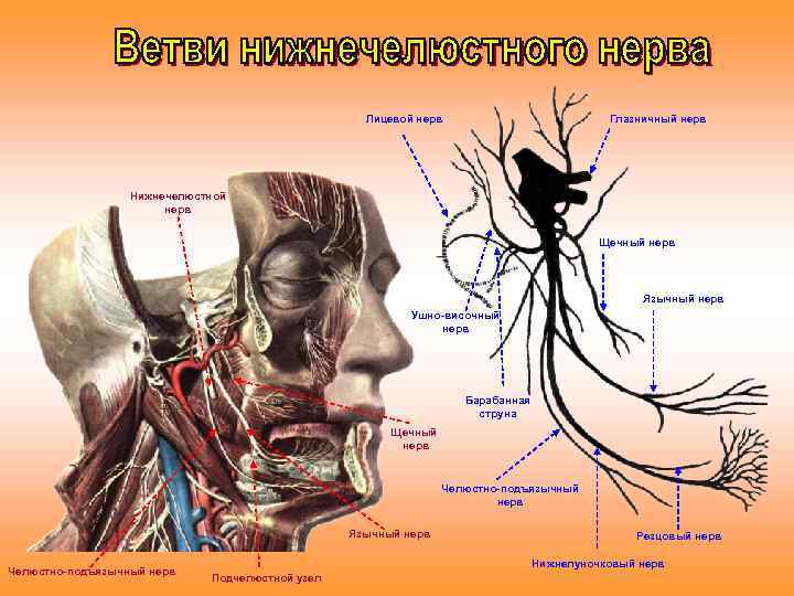 Лицевой нерв Глазничный нерв Нижнечелюстной нерв Щечный нерв Язычный нерв Ушно-височный нерв Барабанная струна