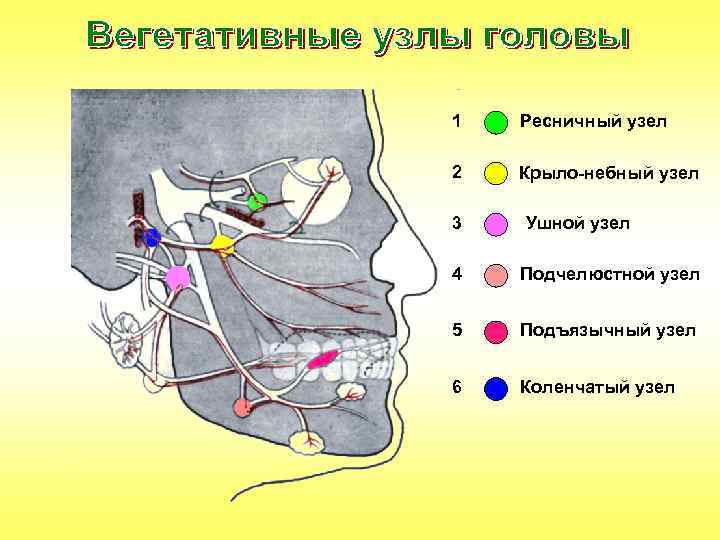 1 Ресничный узел 2 Крыло-небный узел 3 Ушной узел 4 Подчелюстной узел 5 Подъязычный