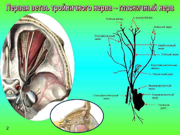 Лобная ветвь n. supraorbitalis Слезный нерв Носоресничный нерв Надблоковый нерв Лобный нерв Короткие ресничные