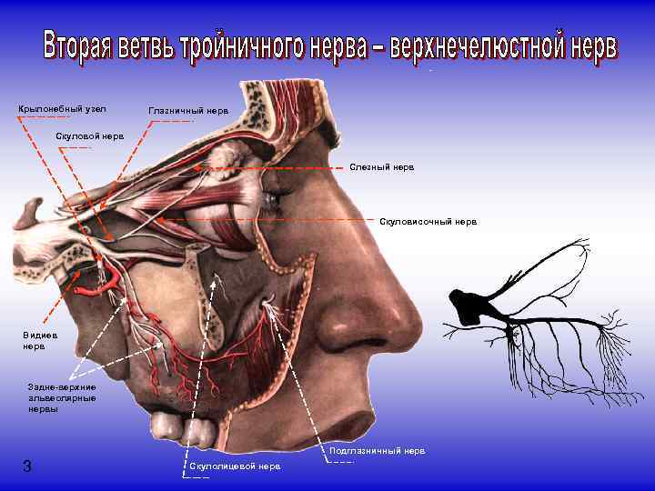 Крылонебный узел Глазничный нерв Скуловой нерв Слезный нерв Скуловисочный нерв Видиев нерв Задне-верхние альвеолярные