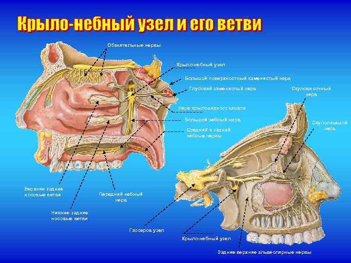 Обанятельные нервы Крыло-небный узел Большой поверхностный каменистый нерв Глубокий каменистый нерв Скуловисочный нерв Нерв