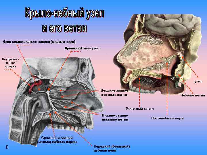 Нерв крыловидного канала (видиев нерв) Крыло-небный узел Внутренняя сонная артерия узел Верхние задние носовые